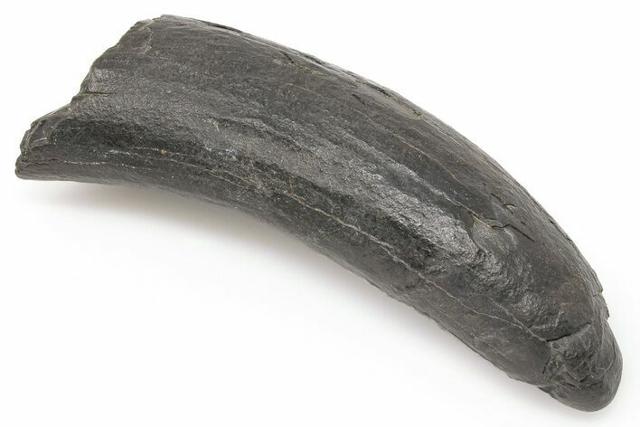 Fossil Sperm Whale (Scaldicetus) Tooth - South Carolina #198788